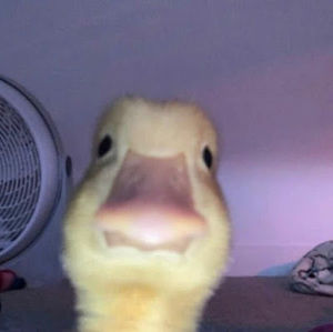 Meet your Posher, Miguel